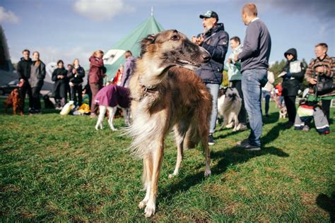 Gyvūnų prižiūrėtojas vedžioja šunį parke