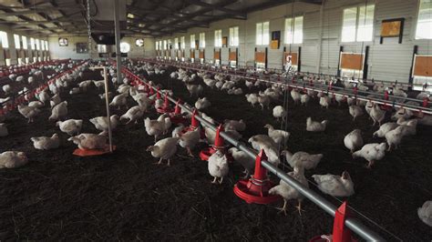 paukštininkystės ūkis