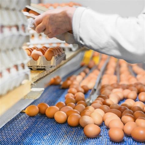 kiaušinių rūšiavimo procesas