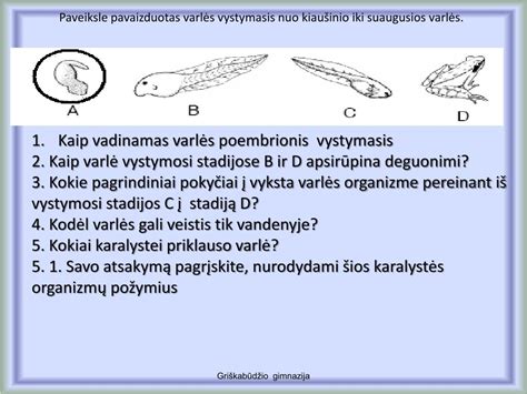 Embriono vystymosi stadijos nuo zigotos iki blastocistos