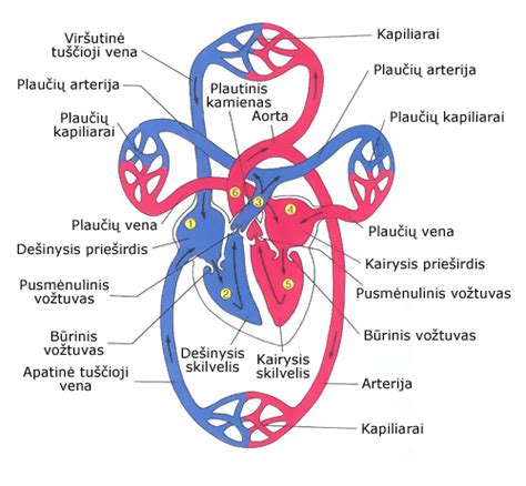 Vaisiaus širdies ir kraujotakos schema
