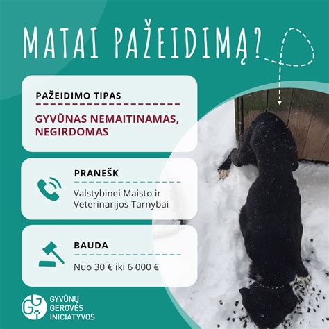 „Pifo“ prieglaudos vaizdas arba gyvūno gelbėjimo akcija