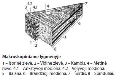 Avikailio pluošto struktūra ir savybės