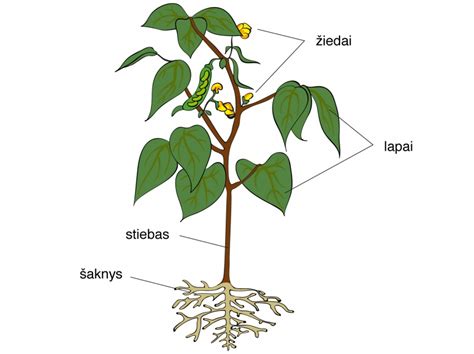 Raudonėlio augalas ir jo lapai