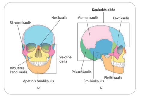 Naujagimio galvytės kaulai ir momenėliai