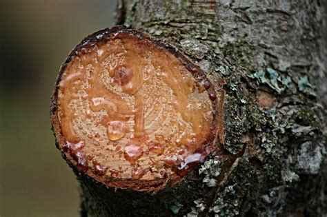 Miros medžio sakų ir aliejaus nuotrauka