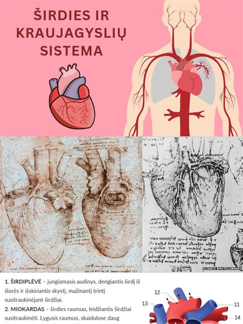 Virkštelės sandara ir kraujagyslių sistema