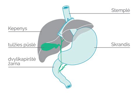 anatominė schema su kepenimis ir tulžies pūsle po dešiniu šonkaulių lanku