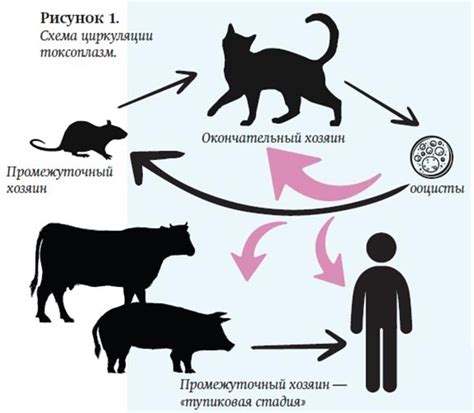 Toksoplazmos parazito schema