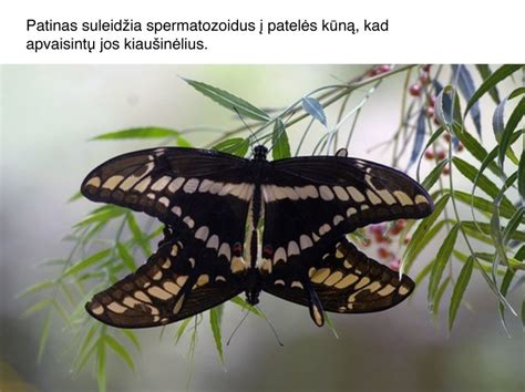 Vidinis apvaisinimas žinduoliuose