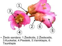 Dvigubas apvaisinimas gaubtasėklių augaluose