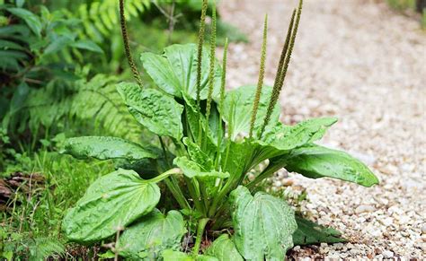 Gyslotis ir jo lapai