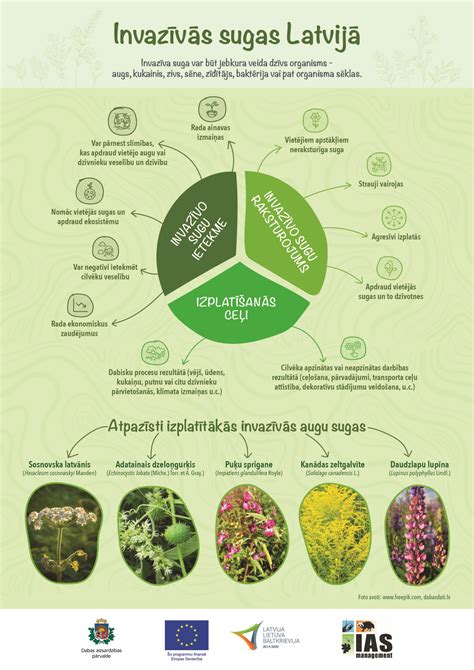 infografikas: LH hormono šuolis ciklo metu