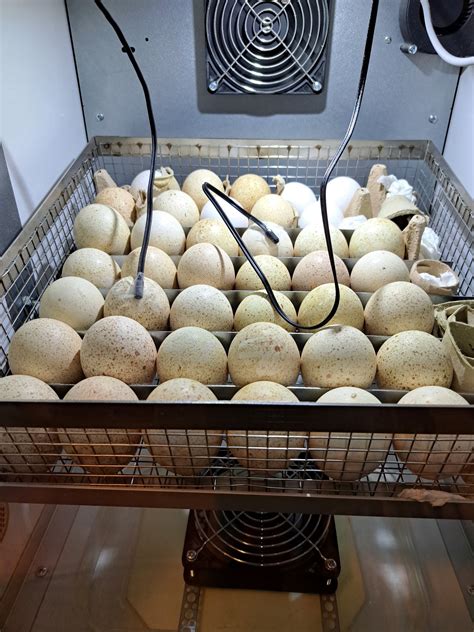 Sūrymo krevečių kiaušinių perinimui skirta įranga