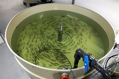 Komercinė sūrymo krevečių auginimo ferma