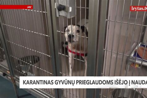 Gyvūnų karantinas