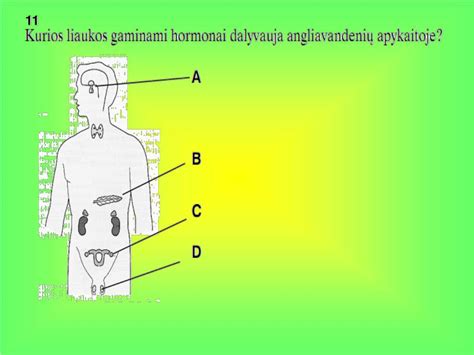B grupės streptokoko schema žmogaus organizme