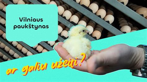 Kalakutės kiaušinio dydžio palyginimas su vištos kiaušiniu