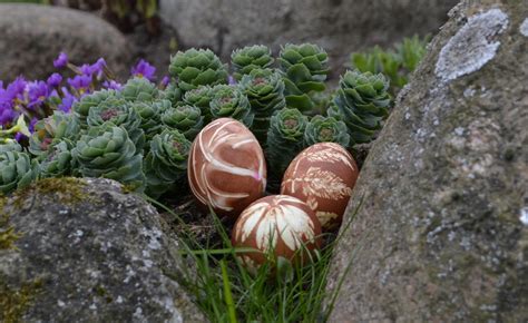 Kiaušinių ženklinimo kodai