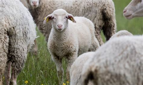 Merinosų avys, iš kurių gaunama ypač švelni vilna