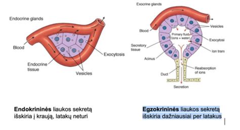 Pagrindinės endokrininės sistemos liaukos