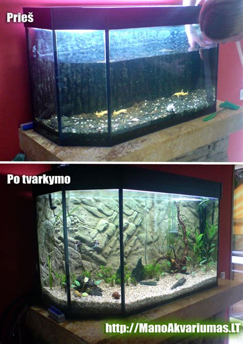 Akvariumo su augalais ir slėptuvėmis gupijoms schema