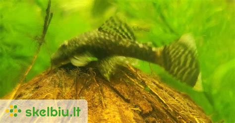 Sveiko ir sergančio gupijos pelekų palyginimas su ligos požymiais