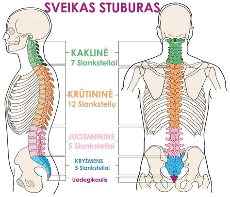 anatominė žmogaus stuburo ir uodegikaulio schema