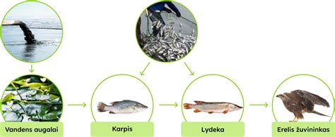 Mitybos grandinės schema
