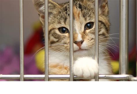 Gyvūnų prieglaudos darbuotojai rūpinasi gyvūnais