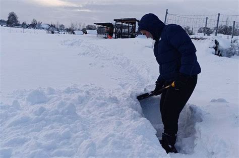 Infografika rodanti gyvūnų prieglaudų finansinius iššūkius