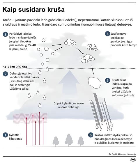 Scheminis ledo kiaušinių susidarymo procesas