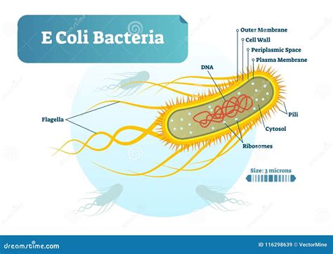 E. coli bakterijos schema