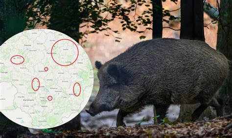 Trichineliozės sukėlėjas mėsoje