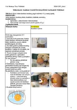 kiaušinio sandaros schema su visais sluoksniais