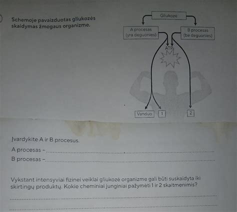 Skydliaukės vieta žmogaus organizme