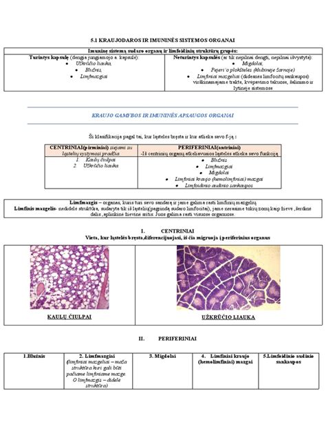 imuninės sistemos schema