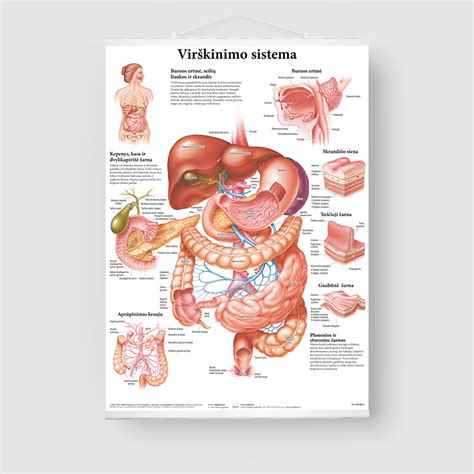 Koalos virškinimo sistema schema