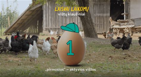 Laisvai besiganančios vištos fermoje