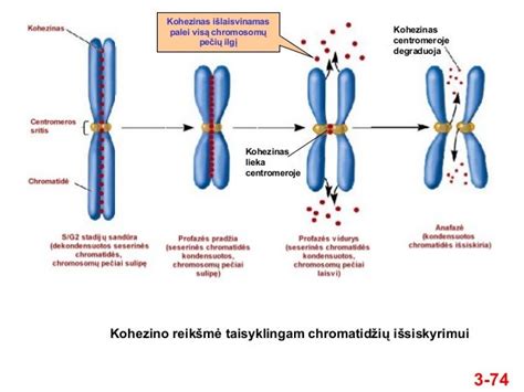 Chromosomų jungtys ir lyties nustatymas