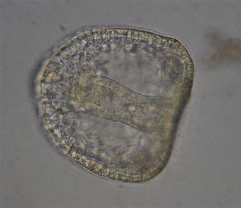 Stuburinių embriono gastruliacijos etapai