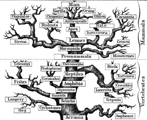 Stuburinių evoliucijos medis