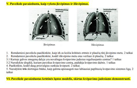 Rūkančiojo ir nerūkančiojo plaučių palyginimas