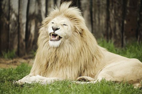 Palyginimas: driežas kaip liūtas