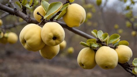 cidonijos vaisiai ir medis