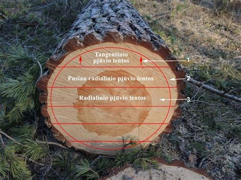 Staliuko konstrukcijos detalės ir beržo mediena