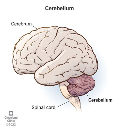 Smegenėlės (Cerebellum) ir jų funkcijos