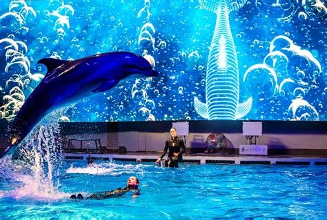 Loro parko delfinų pasirodymas Tenerifėje