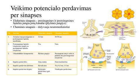 Schema: Kokliušo perdavimas kūdikiams