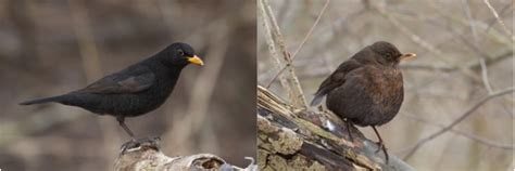 Juodojo strazdo patinas ir patelė